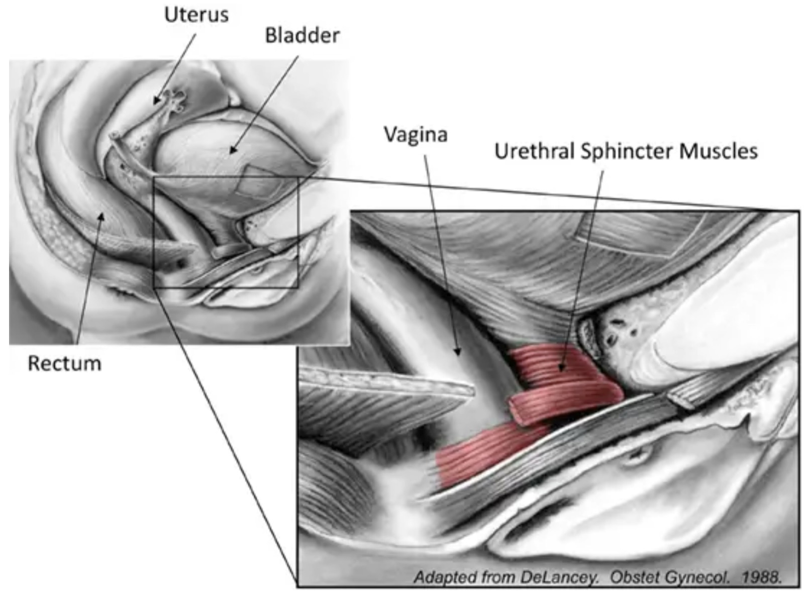 Diagram of female urethral anatomy and pelvic floor support structures for stress incontinence surgery in Charlotte, NC
